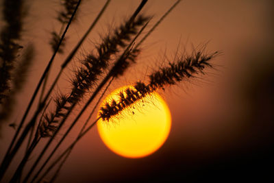 Close-up of silhouette plant against orange sky