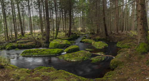 Stream amidst trees in forest