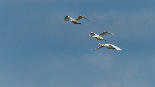 Low angle view of swans flying in the sky