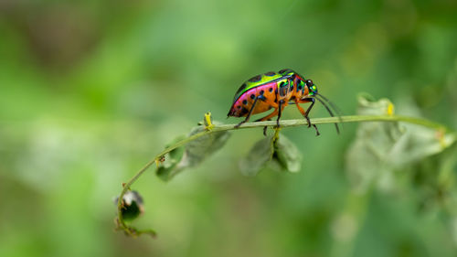 Close-up of insect on plant