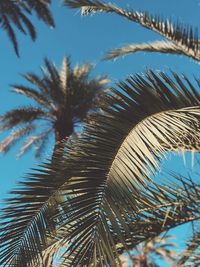 Low angle view of palm tree against sky