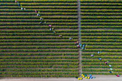 High angle view of corn field