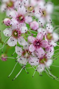 Close-up of pink cherry blossoms