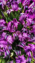 Close-up of purple flowers