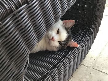 Close-up portrait of cat relaxing outdoors