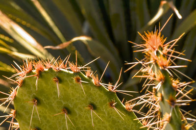 Close-up of prickly pear cactus