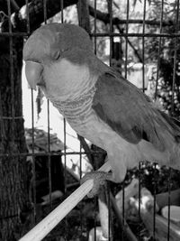 Close-up of bird perching in cage