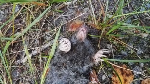 High angle view of bird on grass