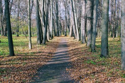 View of trees in forest