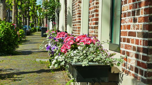 Pink flowering plants by building