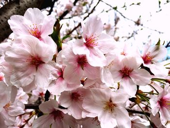 Close-up of pink flowers blooming on tree