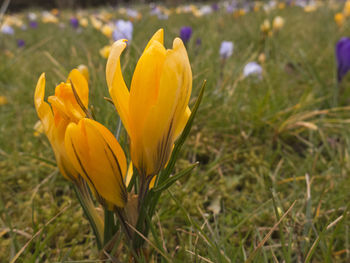 Close-up of yellow crocus blooming on field