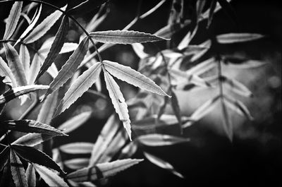 Close-up of leaves