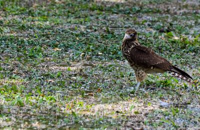 Bird on grass