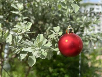 Close-up of christmas decorations