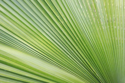 Full frame shot of palm leaves