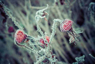 Close-up of frozen plant