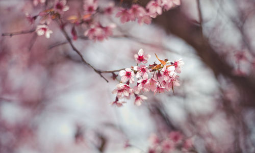 Close-up of pink cherry blossoms in spring