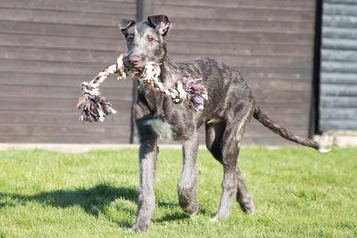 View of a dog running on field