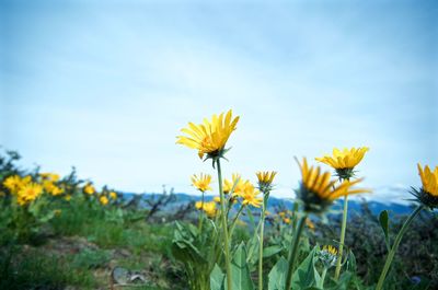 Close up of yellow flower blooming in field