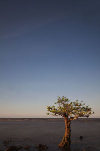Tree by sea against clear sky during sunset