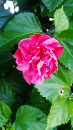 Close-up of pink rose blooming outdoors