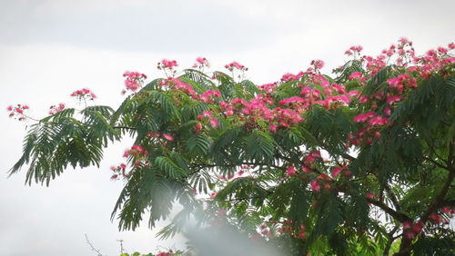 Low angle view of flowering plant against sky