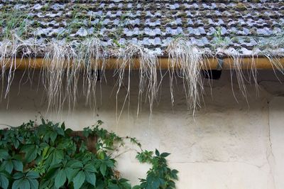 Close-up of icicles hanging against wall