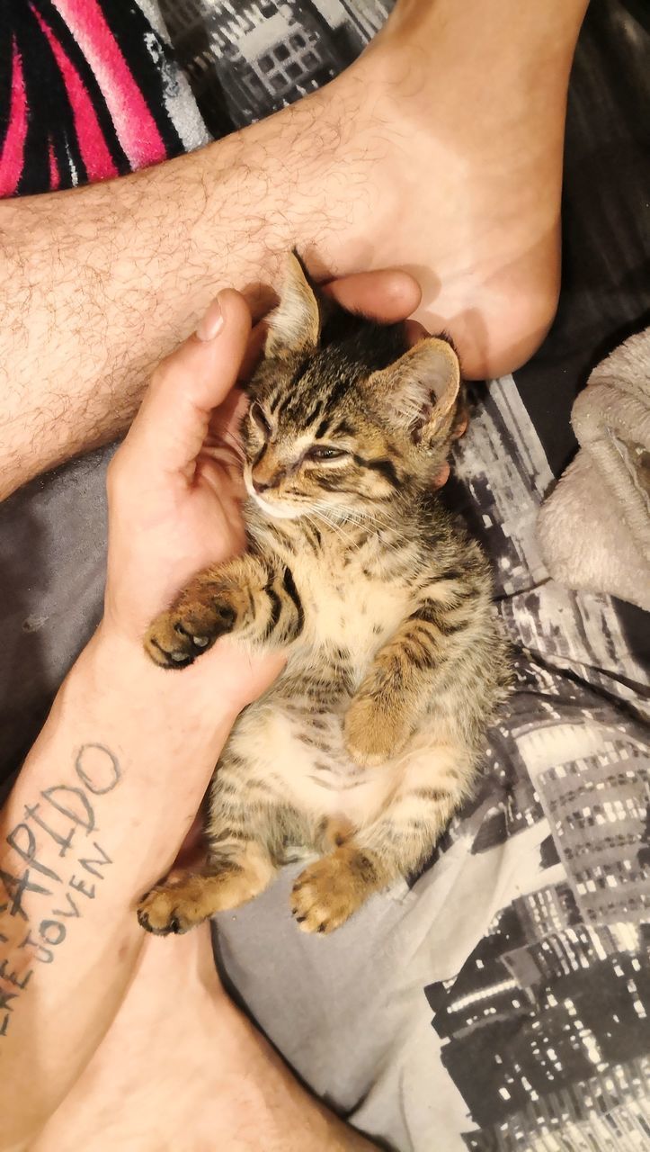 MIDSECTION OF PERSON HAND WITH CAT ON BLANKET