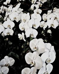 Close-up of white flowers