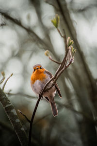 Close-up of bird perching on branch