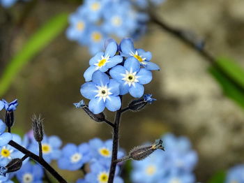 Close-up of fresh flowers on tree