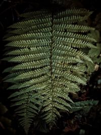 Close-up of leaves