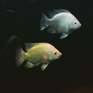 Close-up of fish underwater