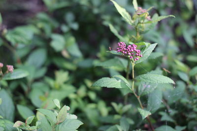 Close-up of pink flowering plant