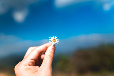 Close-up of hand holding white flower against blue sky