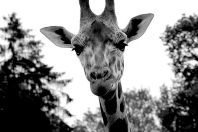 Close-up of giraffe