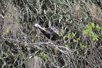 High angle view of bird in nest