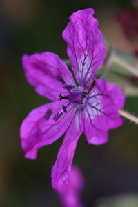 Close-up of purple flowering plant