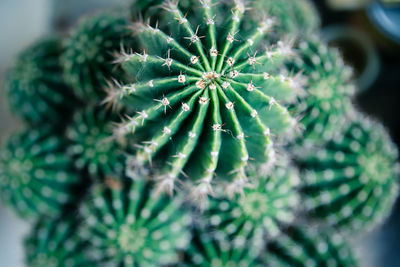 Close-up of succulent plant