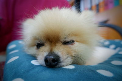 Close-up of a dog resting