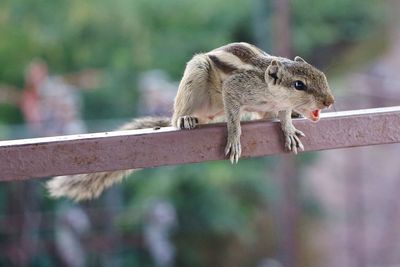 Close-up of squirrel