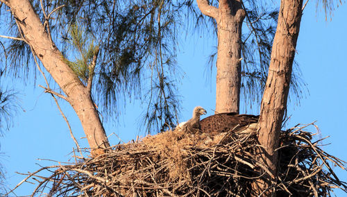 Low angle view of bird nest on tree against sky