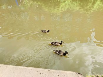 High angle view of ducks swimming in lake