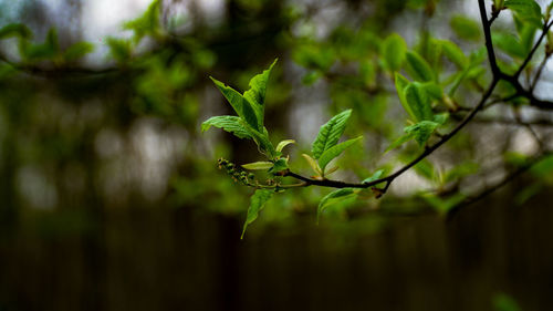 Close-up of plant