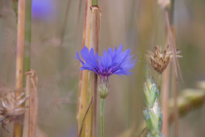 Close-up of purple flowering plant