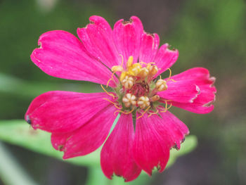 Close-up of flower blooming outdoors