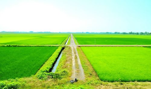 Scenic view of grassy field against clear sky