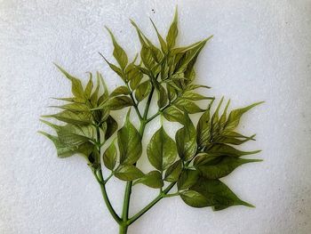 High angle view of leaves against white background