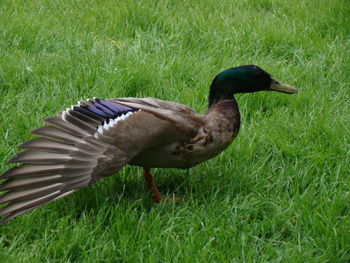 Side view of a bird on grass